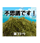 沖縄の食材大好き！沖縄行きたい。（個別スタンプ：35）