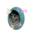 I am quite an optimistic hamster Suzy.（個別スタンプ：12）