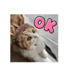 いとしのティア（個別スタンプ：2）