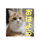 いとしのティア（個別スタンプ：4）