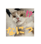 いとしのティア（個別スタンプ：6）