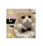 いとしのティア（個別スタンプ：11）