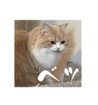 いとしのティア（個別スタンプ：14）