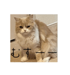 いとしのティア（個別スタンプ：15）