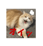いとしのティア（個別スタンプ：17）