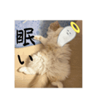 いとしのティア（個別スタンプ：20）