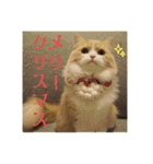 いとしのティア（個別スタンプ：24）