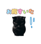 黒猫の子猫スタンプ（個別スタンプ：20）