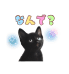 黒猫の子猫スタンプ（個別スタンプ：38）