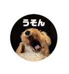 マルとのくらし（個別スタンプ：1）