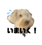 マルとのくらし（個別スタンプ：2）