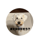 マルとのくらし（個別スタンプ：6）