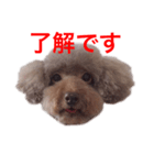 プードルの風ちゃん（個別スタンプ：1）