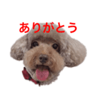 プードルの風ちゃん（個別スタンプ：2）