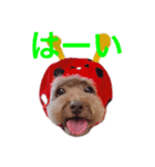 プードルの風ちゃん（個別スタンプ：4）