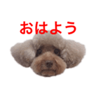 プードルの風ちゃん（個別スタンプ：6）