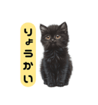 ふわふわ黒猫子猫のお返事（個別スタンプ：5）