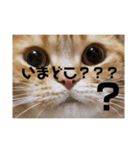 ttttてんちゃん（個別スタンプ：10）