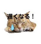 ttttてんちゃん（個別スタンプ：12）