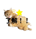 ttttてんちゃん（個別スタンプ：17）