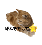 ttttてんちゃん（個別スタンプ：20）