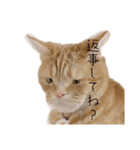 ttttてんちゃん（個別スタンプ：22）