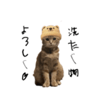 ttttてんちゃん（個別スタンプ：32）