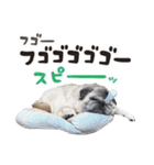 パグちぃ - 犬の日2024（個別スタンプ：23）