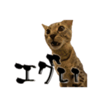 お酒とネコ好きな日常会話19（個別スタンプ：11）