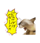 お酒とネコ好きな日常会話19（個別スタンプ：20）