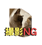 お酒とネコ好きな日常会話19（個別スタンプ：27）