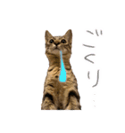 お酒とネコ好きな日常会話19（個別スタンプ：30）