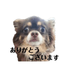 キキララルルユメスタンプ（個別スタンプ：11）