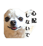 キキララルルユメスタンプ（個別スタンプ：23）