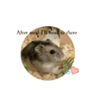 I am an optimistic hamster Suzy.（個別スタンプ：14）