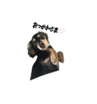 うちの特攻隊犬くぅちゃん(ダックスフンド)（個別スタンプ：1）