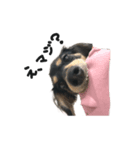 うちの特攻隊犬くぅちゃん(ダックスフンド)（個別スタンプ：5）