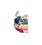 うちの特攻隊犬くぅちゃん(ダックスフンド)（個別スタンプ：7）