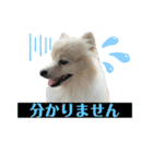 タロヨンVo.1（個別スタンプ：3）