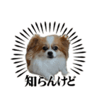 タロヨンVo.1（個別スタンプ：12）
