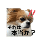 タロヨンVo.1（個別スタンプ：15）