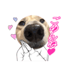 I'm カイル（個別スタンプ：2）