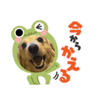 I'm カイル（個別スタンプ：5）