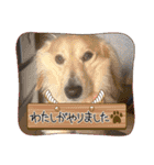 I'm カイル（個別スタンプ：9）