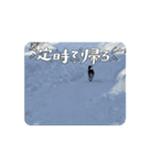 チワワのまるが動いてるよ（個別スタンプ：11）