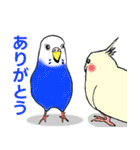 カラフルなセキセイインコの毎日スタンプ（個別スタンプ：1）