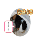 モルモット日常使いスタンプ（個別スタンプ：1）