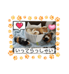 モルモット日常使いスタンプ（個別スタンプ：4）