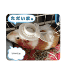 モルモット日常使いスタンプ（個別スタンプ：5）