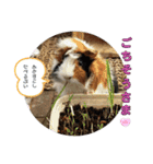 モルモット日常使いスタンプ（個別スタンプ：11）